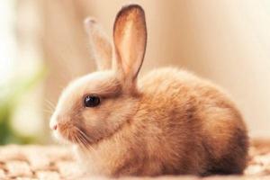 屬兔的和什么屬相犯沖