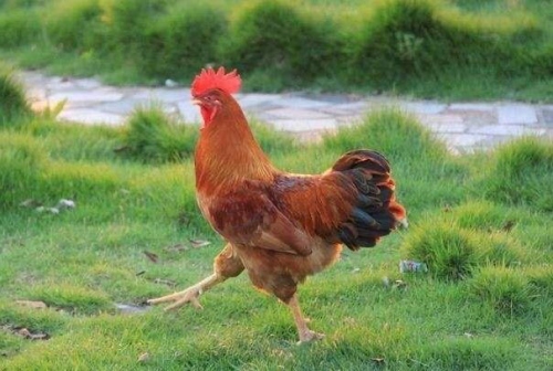 屬雞的和什么屬相犯沖