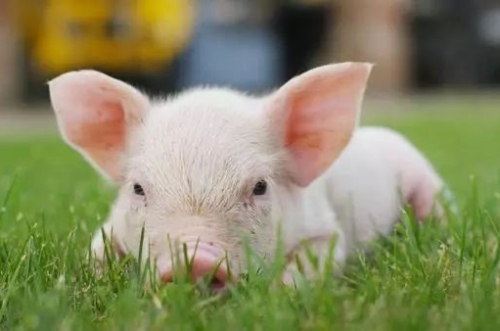 屬豬的和什么屬相犯沖