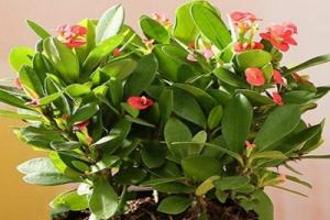 屬兔養(yǎng)什么花旺財轉(zhuǎn)運