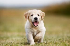 屬狗的和什么屬相犯沖