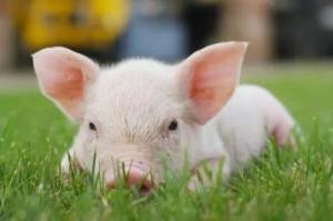 屬豬的和什么屬相犯沖