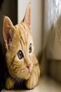 夢見貓是什么預(yù)兆 周公解夢