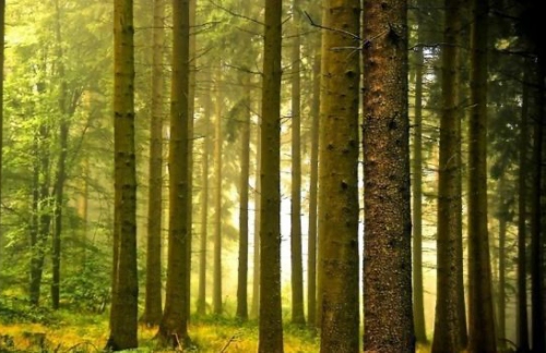 五行喜木怎么取名字