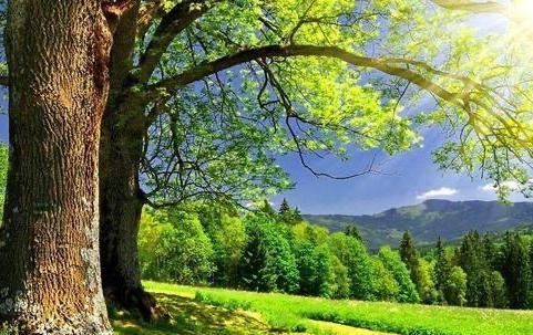 五行喜木怎么補(bǔ)木最旺