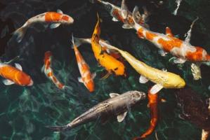 夢見魚是什么預(yù)兆 周公解夢