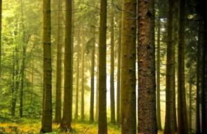 五行喜木怎么取名字