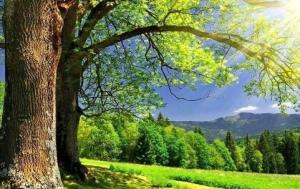 五行喜木怎么補(bǔ)木最旺