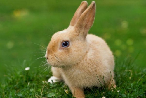 屬兔人怎么斷爛桃花