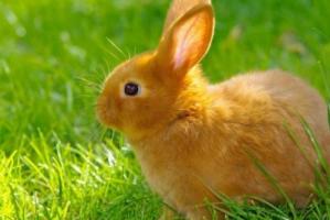 屬兔人2025爛桃花是誰生肖