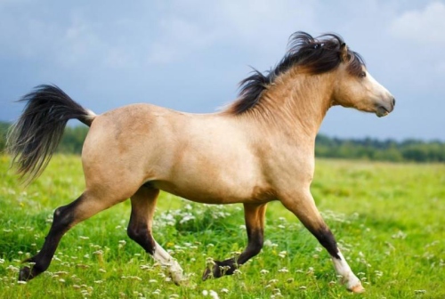 農(nóng)歷幾月的馬最沒福氣