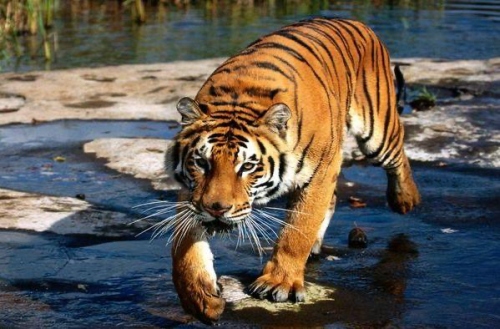 屬虎的人一生的命運(yùn)如何 屬虎的人一生的命運(yùn)如何