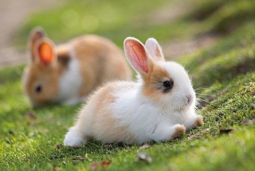 屬兔人的一生命運(yùn)如何