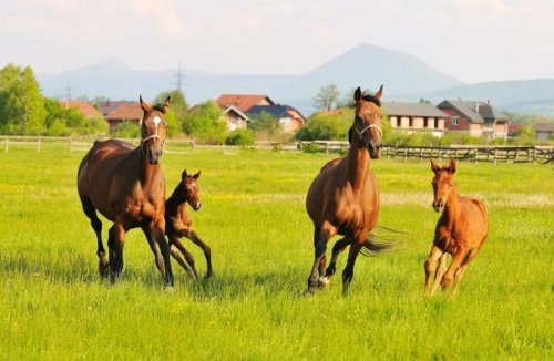 屬馬的人一生命運(yùn)如何