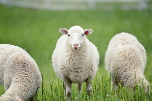 屬羊的人一生命運(yùn)如何 屬羊的人一生命運(yùn)如何