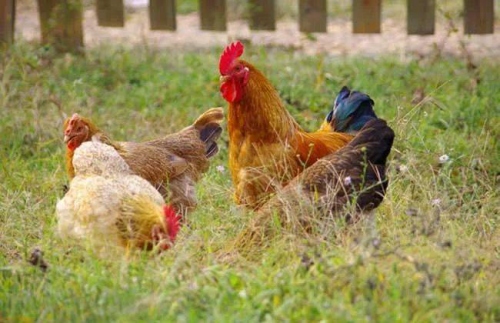 屬雞的人一生命運(yùn)如何