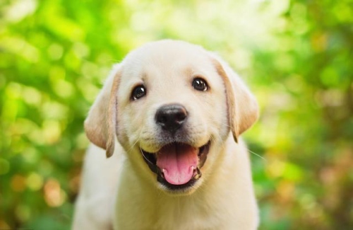 屬狗的人一生命運如何