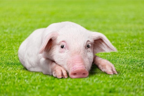 屬豬的人一生命運(yùn)如何