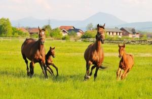 卜算子算命網(wǎng)