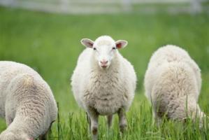 卜算子算命網(wǎng)