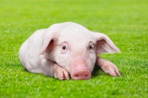 屬豬的人一生命運如何