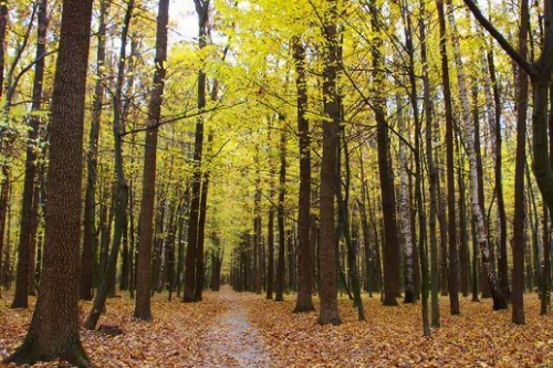 大林木能壓住爐中火嗎