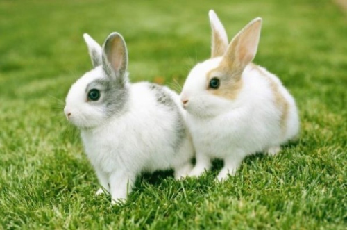 87年兔最難熬的三年