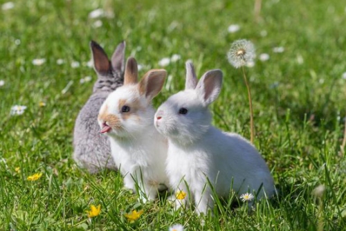 2025年屬兔上半年要出大事