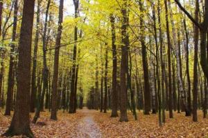 大林木能壓住爐中火嗎