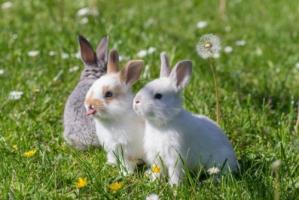 2025年屬兔上半年要出大事