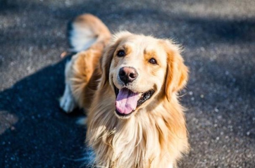 屬狗的和什么屬相相克