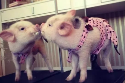 屬豬的和什么屬相相克 屬豬的和什么屬相相克