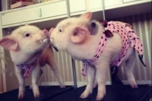 屬豬的和什么屬相相克