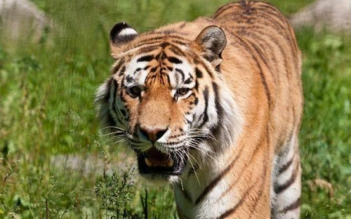 86年屬虎五行屬于什么命