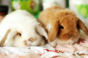 87年屬兔五行屬于什么命