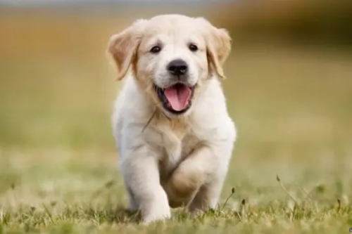 94年的狗是什么命 五行屬什么