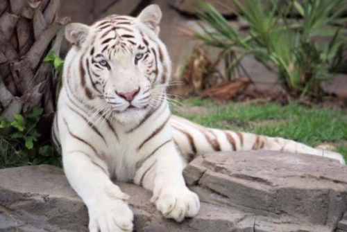 98年的虎是什么命五行屬什么