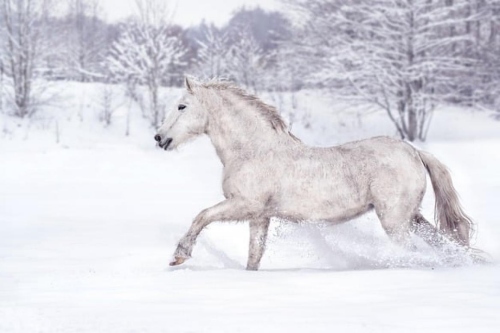 02年屬馬是什么命 五行屬什么