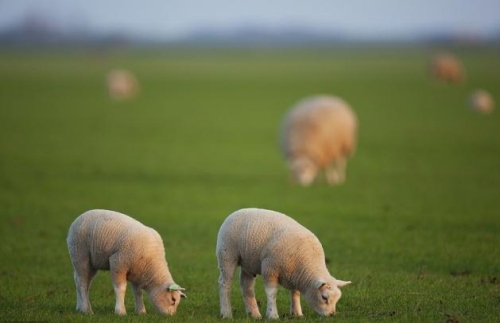 03年的羊是什么命 五行屬什么