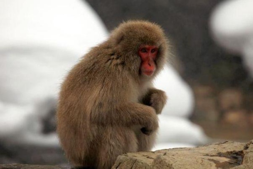 04年的猴是什么命 五行屬什么 04年的猴是什么命 五行屬什么