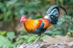 05年的雞是什么命 五行屬什么