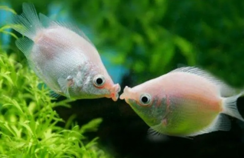 夢見魚是什么預(yù)兆 女性