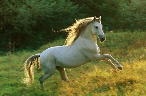 2014年屬馬的是什么命五行屬什么