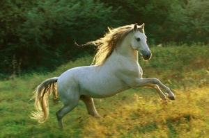 卜算子算命網(wǎng)