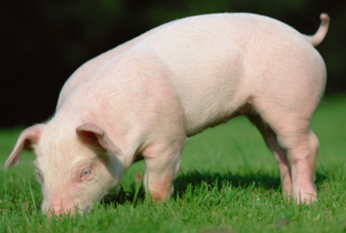 19年的豬是什么命 五行屬什么 19年的豬是什么命 五行屬什么