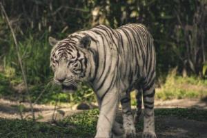 22年的虎是什么命 五行屬什么