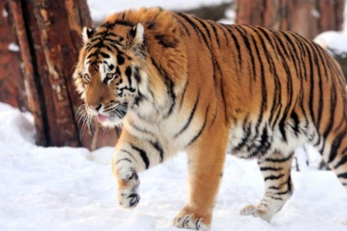 62年虎是什么命 五行屬什么