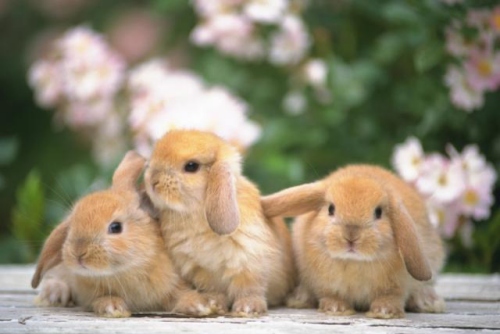 63年兔是什么命 五行屬什么