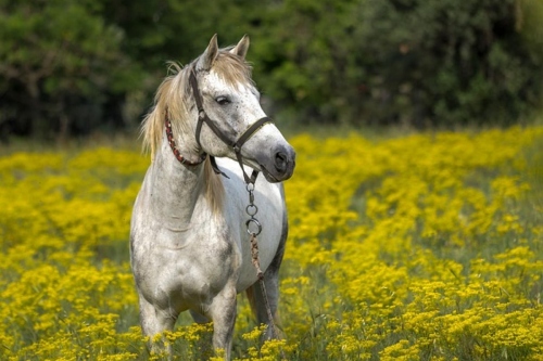 66年屬馬是什么命 五行屬什么