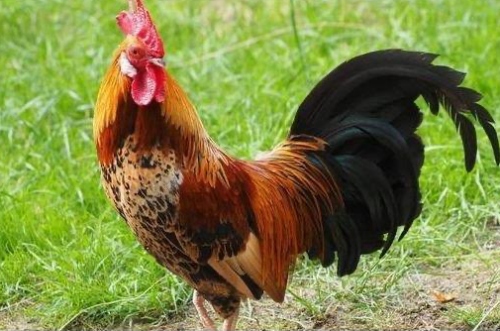 1969年雞是什么命五行屬什么